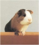 Portrét